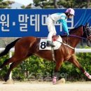 미스터국 이미지