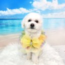 라라그루밍 이미지