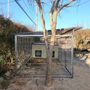 메이드독 이미지