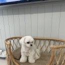 토리푸하우스 | #26. 지율_e [ 애견독채펜션_충남 태안 ] 토리푸하우스 내돈내산 솔직후기 2박3일