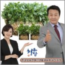 명품 청유담 새싹삼 후기, 강원도 두메산골 노지에서 재배한 산양삼의 효능 놀라워라~!(마켓올라)