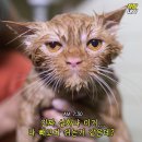 화성반점 이미지
