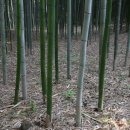 섬진강대나무숲길 이미지