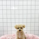 수진애견미용 이미지
