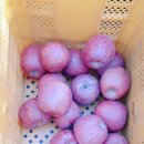 수화농장 이미지