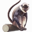 2016 丙申年 붉은 원숭이 띠 해 이미지
