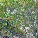 만족오향족발 부산진구점 이미지