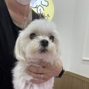 비주앙쥬 이미지