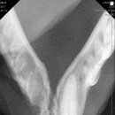 다올동물의료센터 망포점 이미지