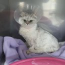 화랑동물병원 이미지