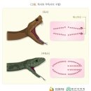 #생물이야기 58 이미지