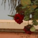 호숫가의 하얀집 이미지