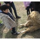 지효목장 네이버블로그