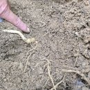자연산삼 잎과 뿌리동영상(일명 황삼) (원본 약초 매니아 카페) 이미지