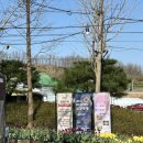 충남 아산 피나클랜드 봄꽃대향연 수목원 방문후기, 스탬프미션 기프트, 주차 등