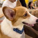 귀여워 강아지 | 홍대 애견카페 ‘더귀여워’ 후기 🐶 귀염뽀짝 강아지 천국, 힐링 제대로 했던 날