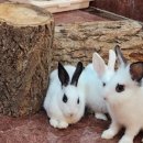 차차래빗 이미지