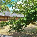 강골마을 아치실댁 이미지