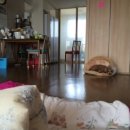 라뽀동물병원 이미지