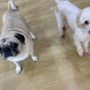 어썸 강아지 호텔 & 목욕 이미지