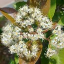 가시나무공원 이미지