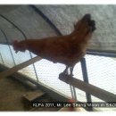 성진부화장 이미지