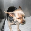 연서 동물병원 이미지