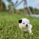 펫스티발 이미지