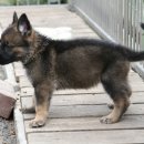 셰퍼트 분양 이미지