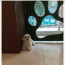 강아지미용실_편안 이미지