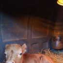 지당목장 이미지