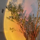 오구랜드 이미지