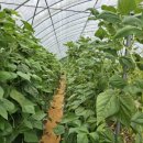 이가네농장 이미지