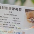 와이펫 이미지