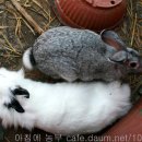 꿈꾸는토끼 이미지