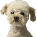 커몽커몽펫 이미지