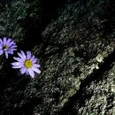 롯데캐슬코너공인중개사사무소 이미지