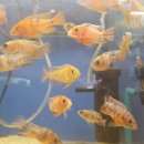 베스트피쉬 수족관 이미지