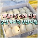 부산시청 | 부산 답례떡 개별포장 가격 배송 추천 정리! 궁잔기지떡 부산시청점 후기
