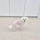 보들하이 이미지