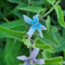 블루아짐 이미지