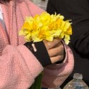 웰빙건강먹거리 | 서산 유기방가옥 수선화 개화상황 2026 | 서산 한우목장 웰빙산책로 벚꽃