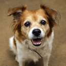 행복한강아지 이미지