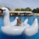 도그 스포지움 이미지