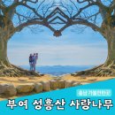 충남 부여 가볼만한곳 성흥산성 사랑나무 인생 포토존 후기