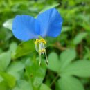 토산1리 이미지