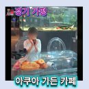 꿈을여행하다 | 가평 아쿠아가든 후기｜물고기 좋아하는 아이와 가기 좋은 가평 카페 추천