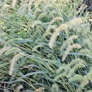 강아지풀 이미지