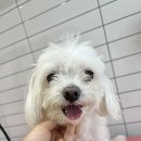햇살애견미용실 이미지
