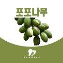 뛰어난 항암제 포포나무 효능과 부작용 (pawpaw) 이미지